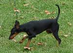 Cães