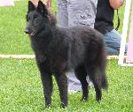 Cães