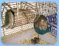 Degu