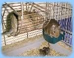 Degu <i>(Octodon degus)</i>