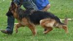 Cães