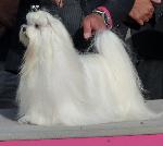 Cães