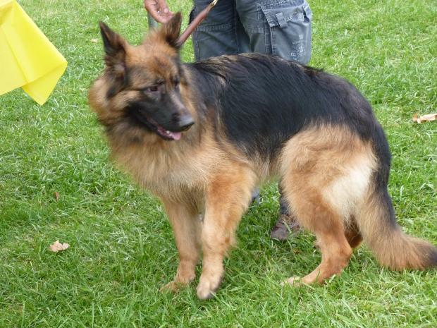 Cão de Pastor alemão de Pêlo Comprido
