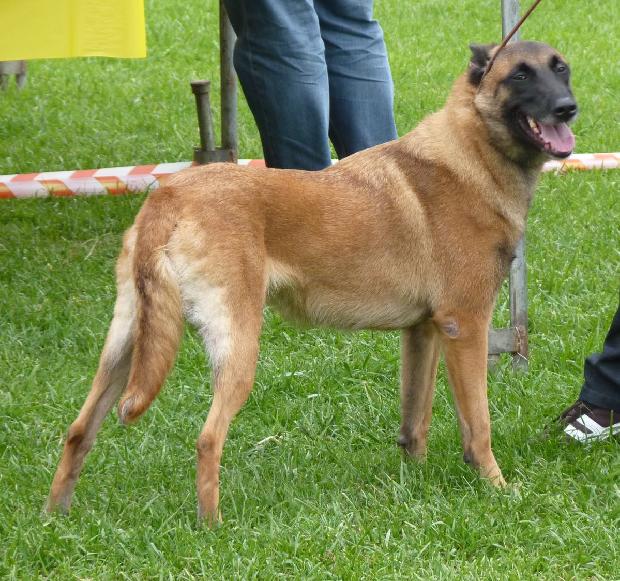 Cão de Pastor Belga Malinois