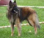 Cães