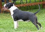 Cães