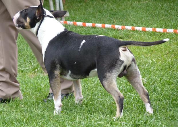 Bull Terrier