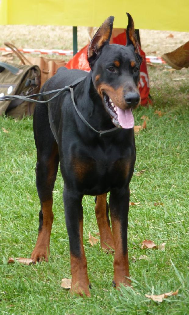 Dobermann