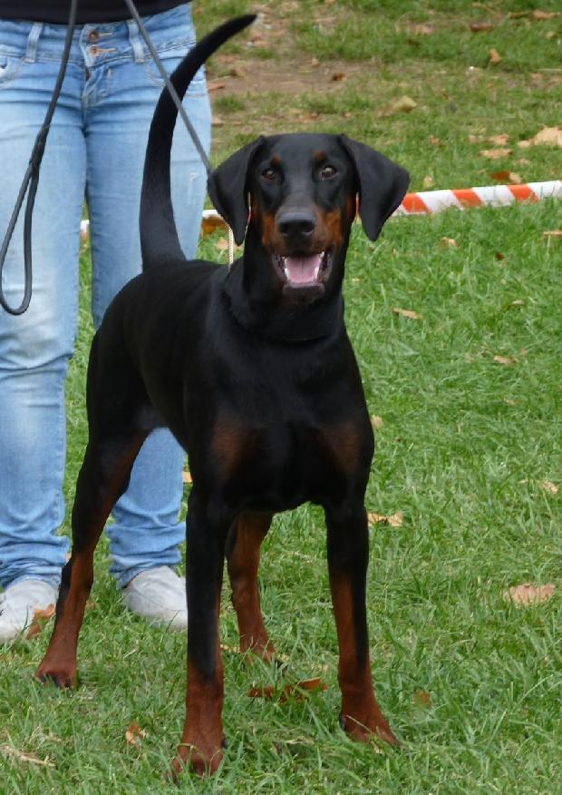 Dobermann