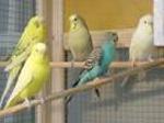 Aves