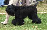 Cães