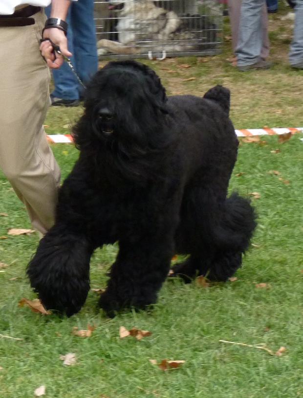 Schnauzer Gigante Preto