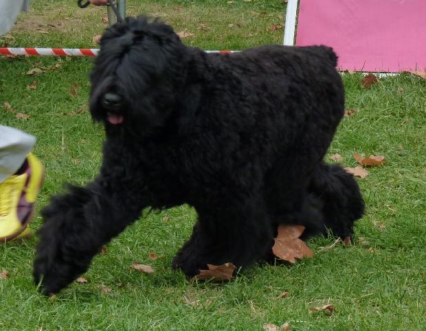 Schnauzer Gigante Preto