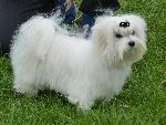 Cães