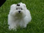 Cães