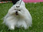 Cães