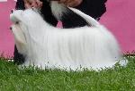 Cães