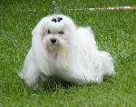 Cães