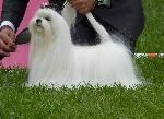 Cães