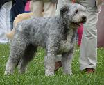 Cães