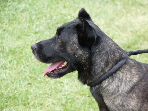 Cão de Fila de São Miguel