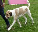 Cães
