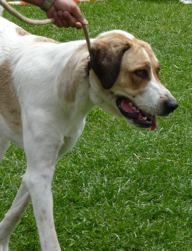 Cão de Gado Transmontano