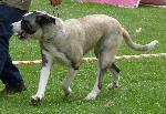 Cães