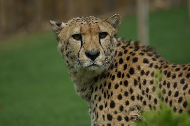 Chita