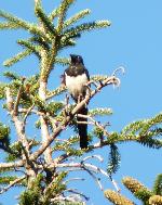 Aves