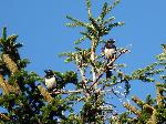 Aves