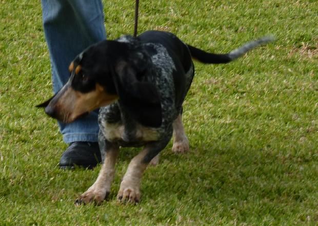 Basset Bleu de Gascogne
