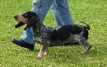 Cães