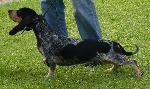 Cães