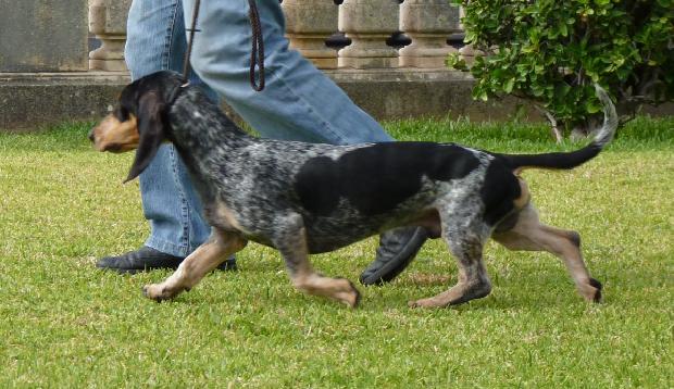 Basset Bleu de Gascogne