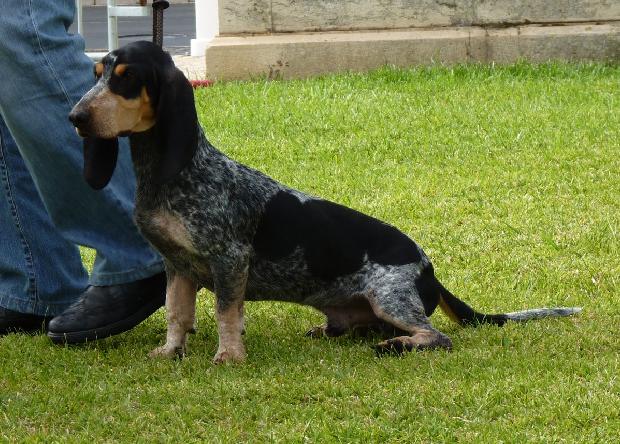 Basset Bleu de Gascogne