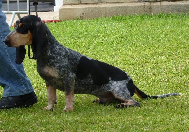 Basset Bleu de Gascogne