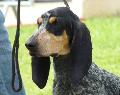 Basset Bleu de Gascogne