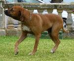 Cães
