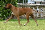 Cães