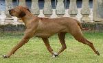 Cães