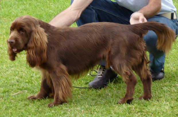 Sussex Spaniel