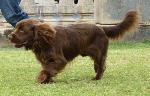 Cães
