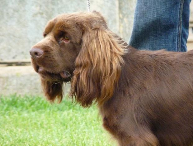 Sussex Spaniel