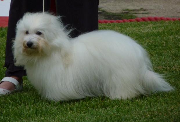 Coton de Tulear