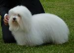 Cães
