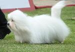 Cães