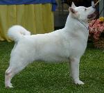 Cães