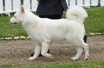 Akita Inu