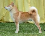 Cães